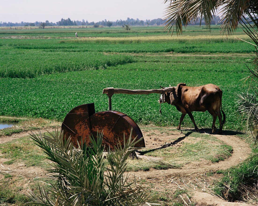An irrigation system powered by animals, Egypt, North Africa