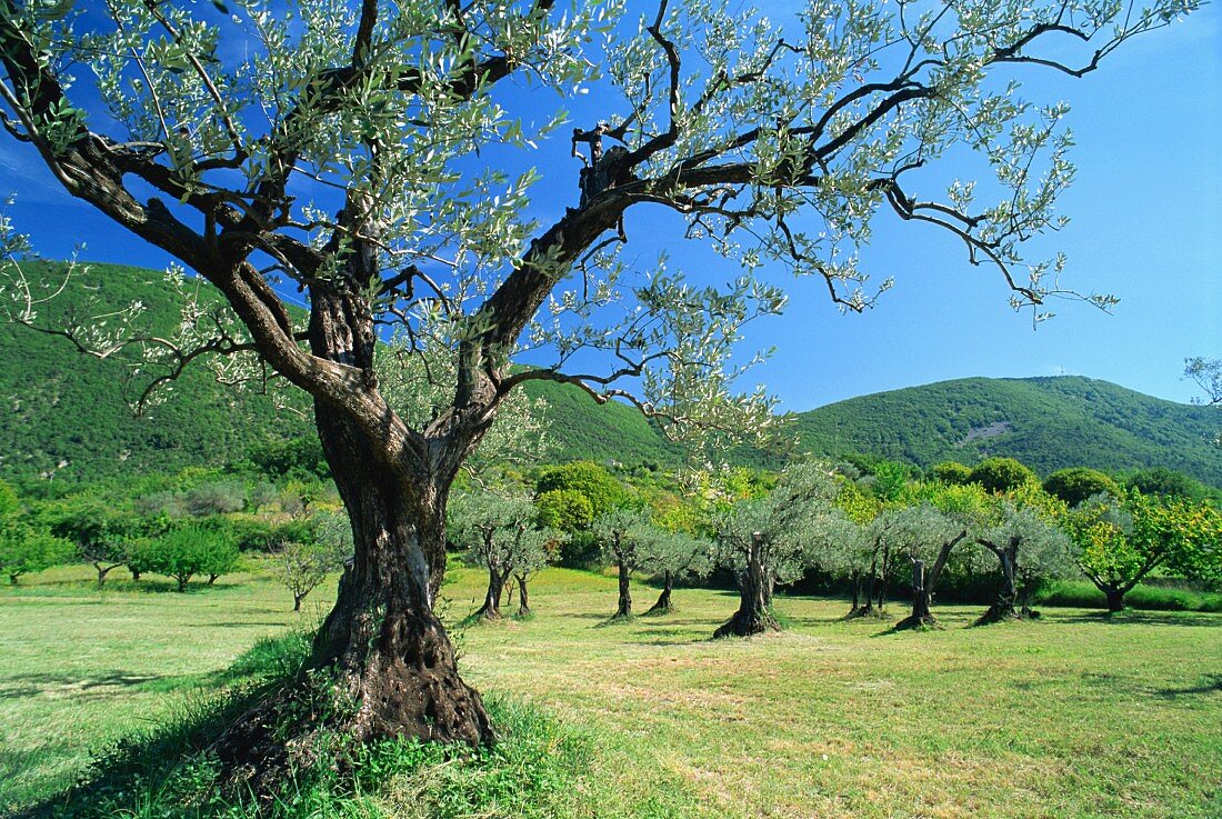 Olivenbäume vor sanfter Hügellandschaft; Département Drôme; Frankreich