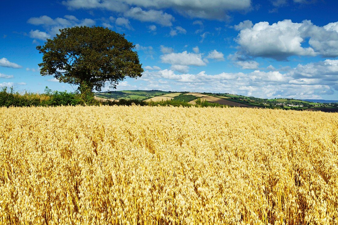 Englische Landschaft mit reifem Hafer; Thorverton, Devon, England