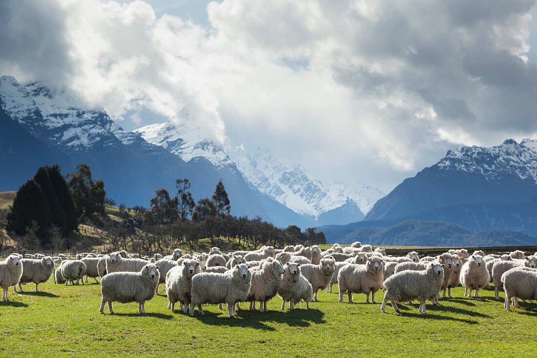 Grosse Schafherde vor prachtvoller Bergkulisse; Queenstown, Südinsel, Neuseeland