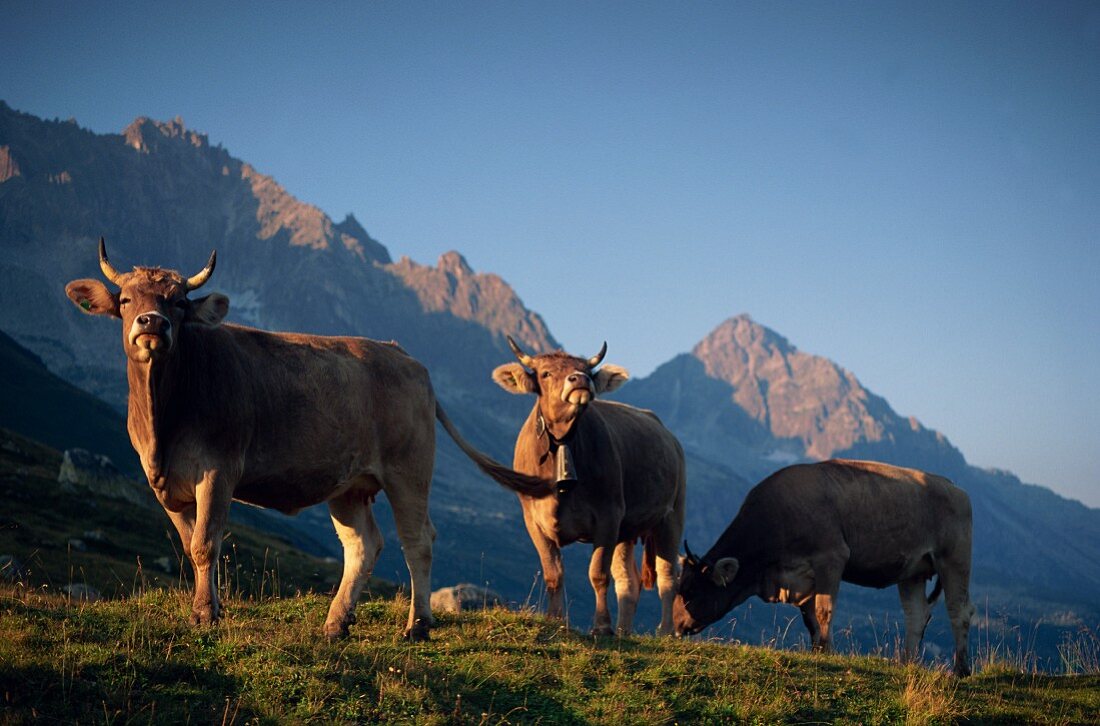 Cows grazing against an imposing mountain backdrop, St. Gotthard Pass, Switzerland