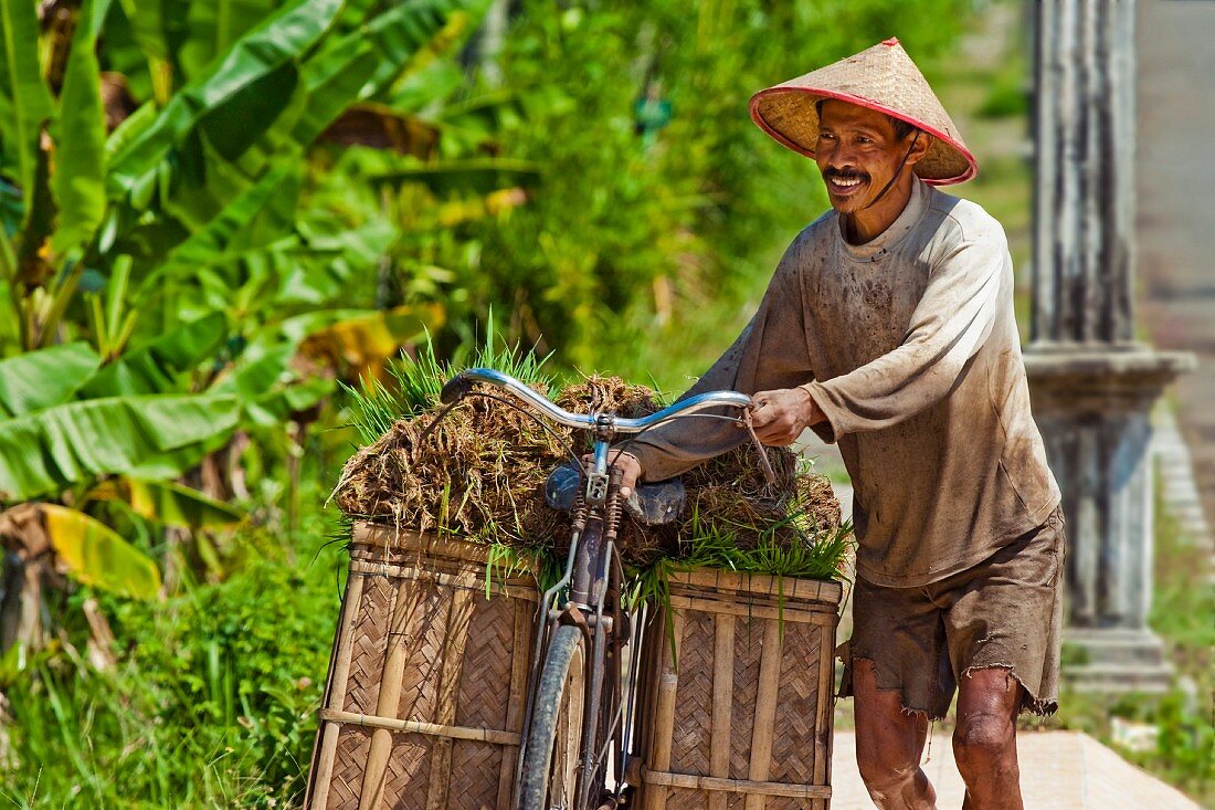 Reisbauer mit einer Ladung Reissetzlingen; Pangandaran, West Java, Java, Indonesien