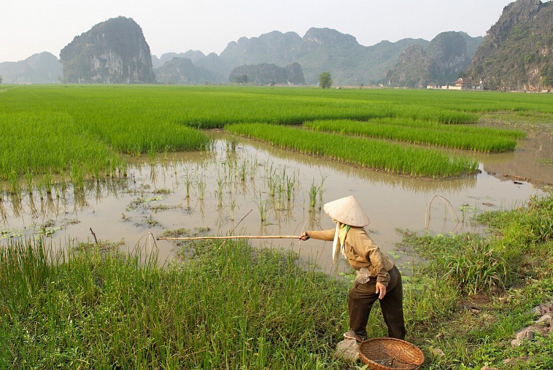 Frau beim Angeln in den Reisfeldern von Tam Coc; Ninh Binh Bereich, Vietnam