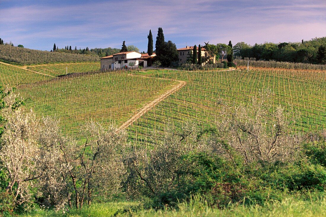 Weinberge bei San Donato; Chianti, Toskana, Italien