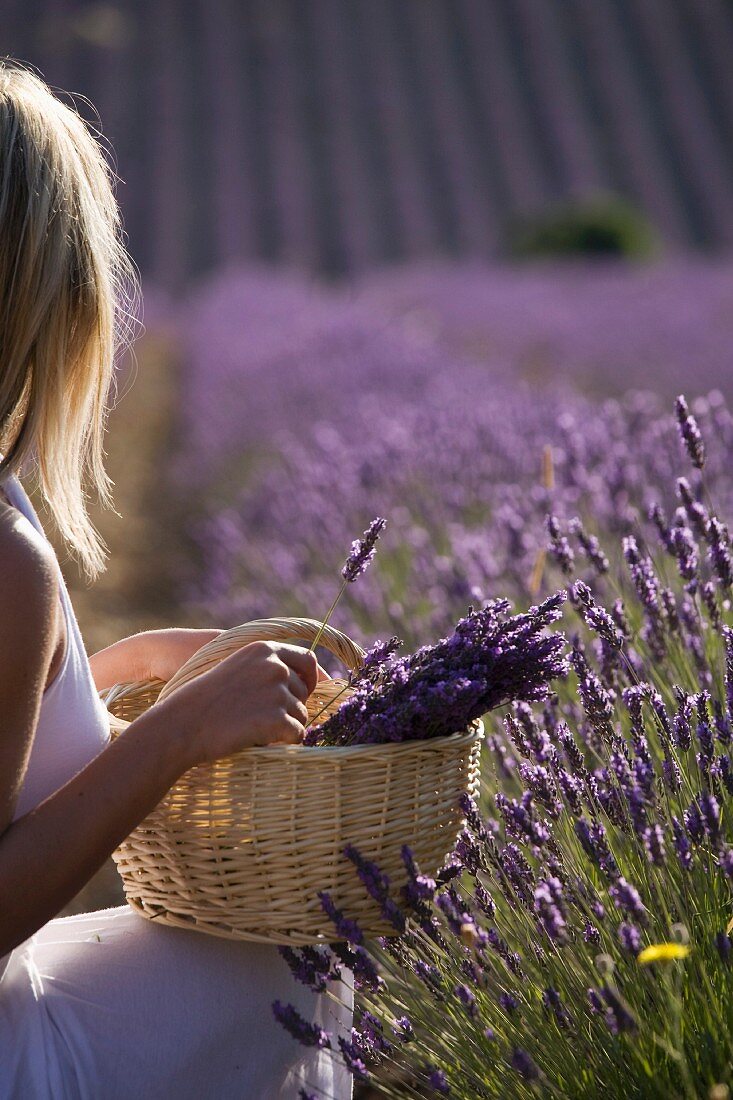 Junge Frau in grossem Lavendelfeld; Provence, Frankreich