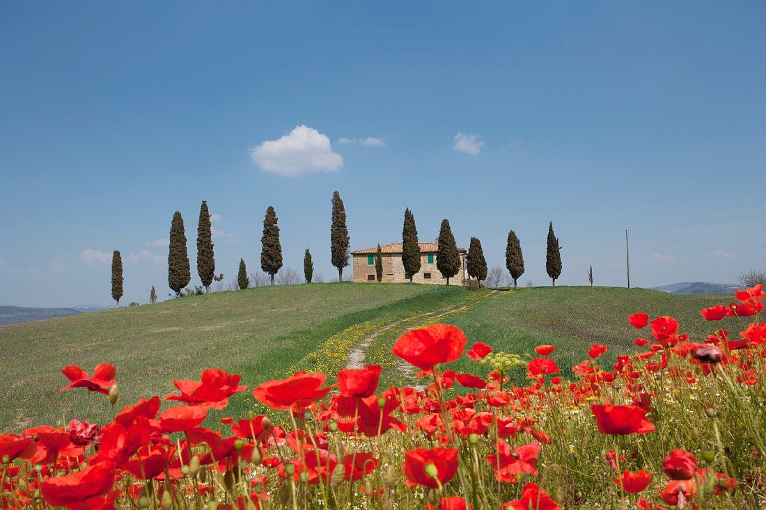 Bright poppies on a Tuscan hillside with a country house in the background, Pienza, Tuscany, Italy