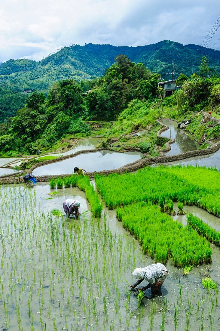Rice being harvested on the rice terraces of Banaue, UNESCO World Heritage Site, Northern Luzon, Philippines
