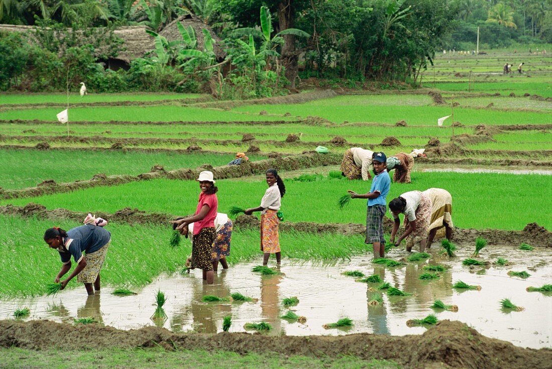 Rice being planted in Sri Lanka, Asia
