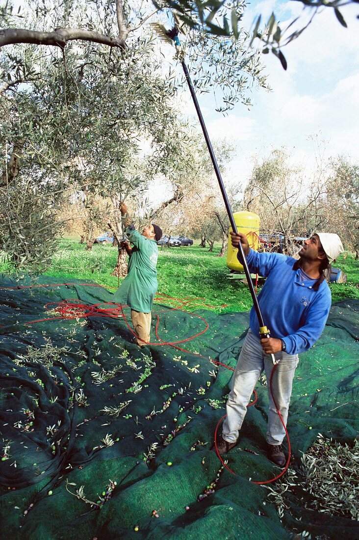 Oliven von den Bäumen schütteln in den Hainen von Marina Colonna, San Martino, Molise, Italien, Europa