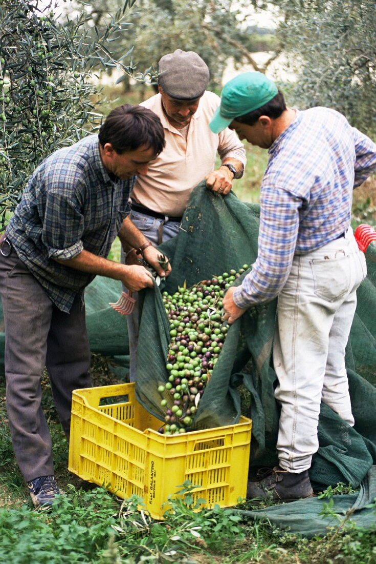 Oliven sammeln für wertvolles kalt gepresstes Öl, Frantoio Galantino, Bisceglie, Apulien, Italien, Europa