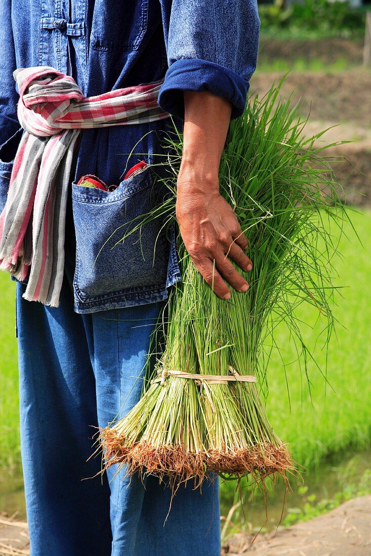 Rice farmers in Thailand, South-East Asia