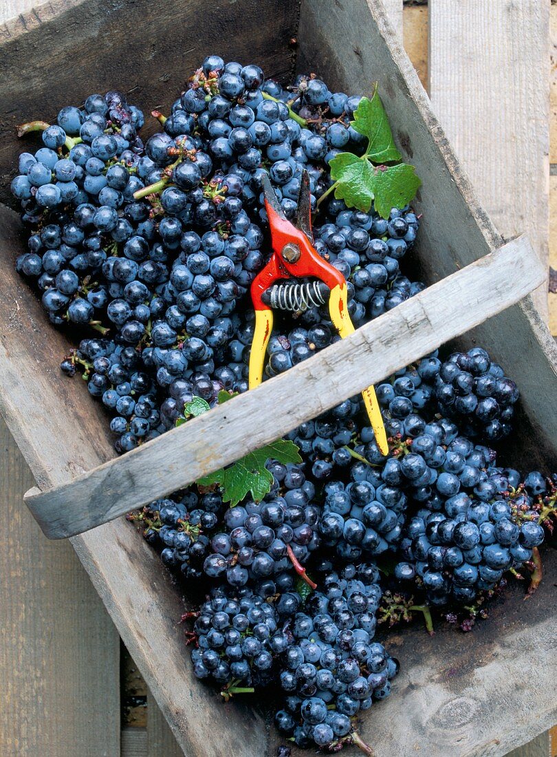 Cabernet Sauvignon grapes, Pauillac-Medoc, Aquitaine, France, Europe