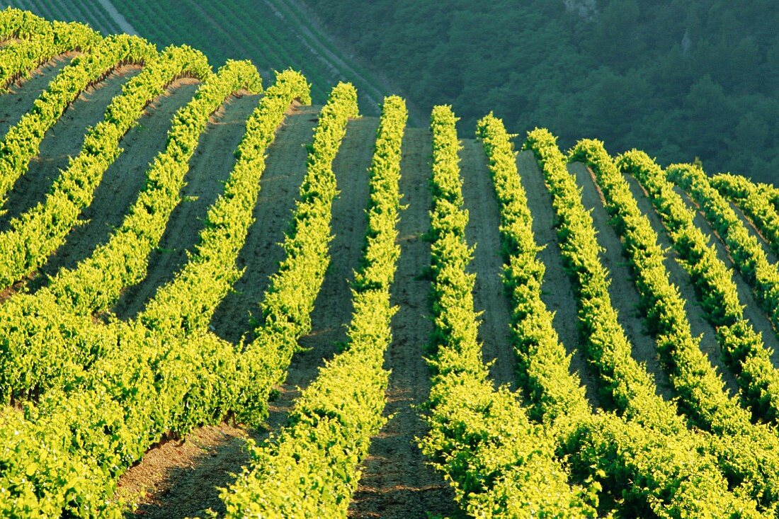Weinberge, Vignobles de Gigandes, Vaucluse, Provence, Frankreich, Europa