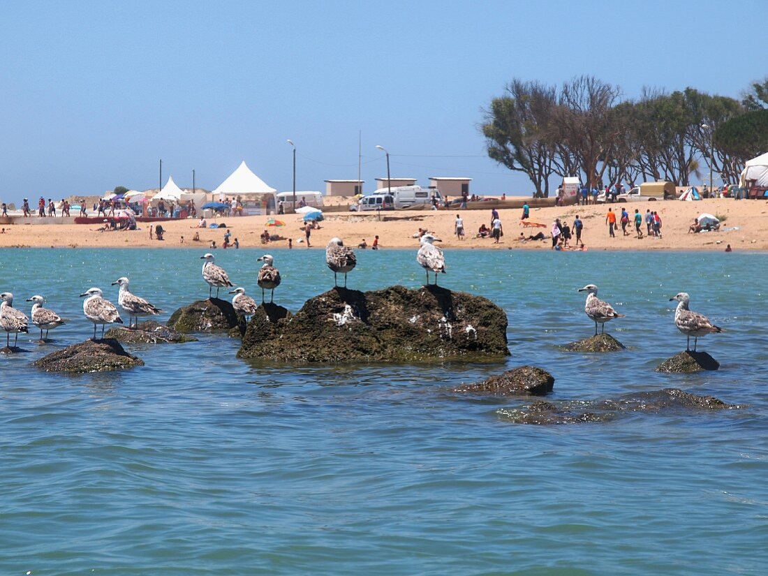 Seagulls sitting on rocks in front of beach at Larache, Morocco