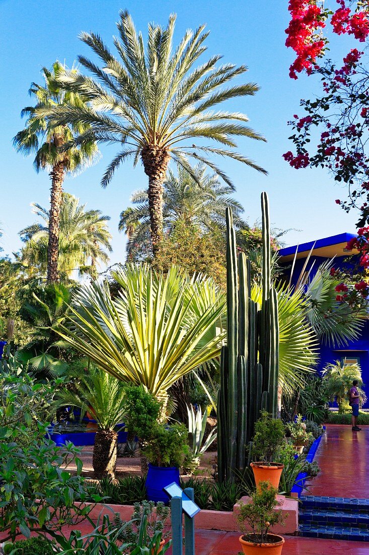 Kakteen und Palmen in Jardin Majorelle in Marrakesch, von dem französischen Maler Jacques Majorelle im Jahre 1923 angelegter Garten mit dem für ihn typischen Blau