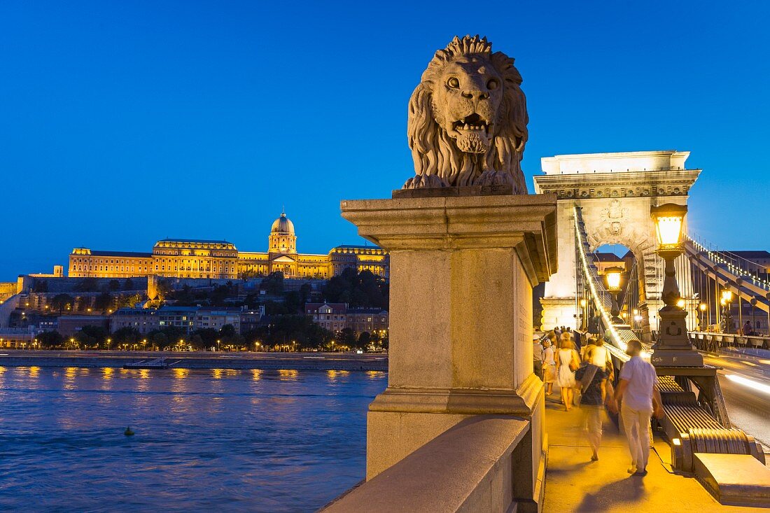 The Chain Bridge with the lion statue by dusk with a view of Buda Castle, Budapest, Hungary
