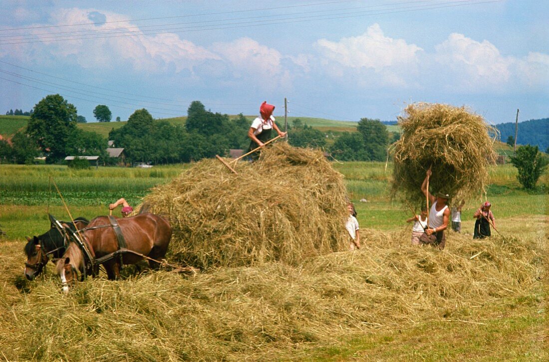 Hay making as in the olden days