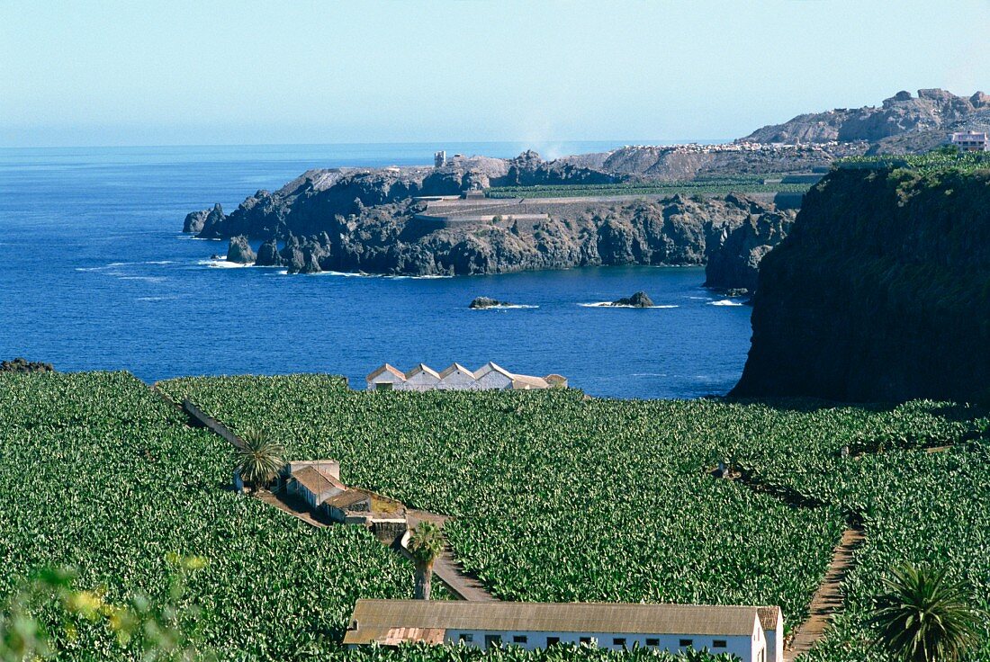 Blick über dichte Bananenplantagen auf die felsige Meeresküste; Teneriffa, Kanarische Inseln, Spanien