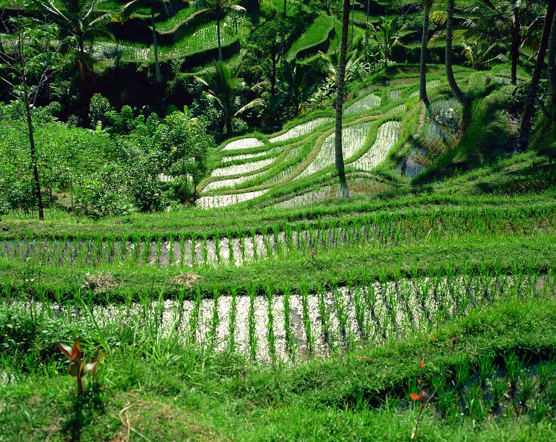 Grüne Reisterrassen mit mäandernden Reisfeldern; Bali, Indonesien