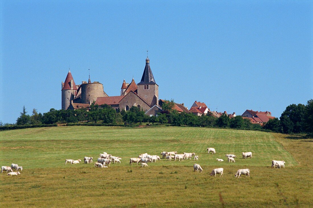 Grazing cows in front of Chateauneuf, Burgundy, France