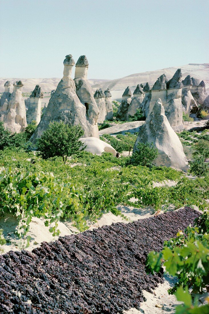 Weinberg mit trocknenden Trauben und Kegelhäusern; Kappadokien, Anatolien, Türkei