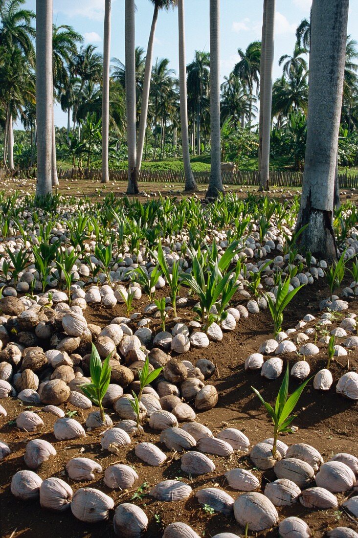 Kokosplantage mit Kokospalmen und spriessenden Kokosnüssen in Baracoa; Kuba, Mittelamerika