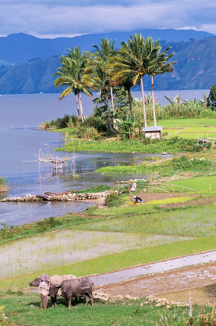 Seelandschaft mit dem Tobasee, dem grössten See in Südostasien und Reisfeldern; Sumatra, Indonesien