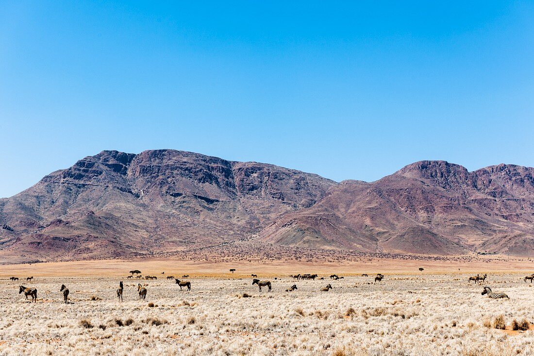 Grazing mountain zebras in Wolwedans, NamibRand Nature Reserve, Namibia, Africa