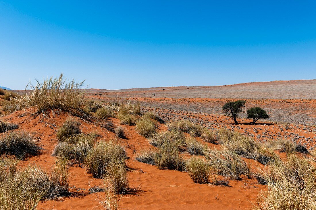 A desolate desert landscape in the NamibRand Nature Reserve, Namibia, Africa