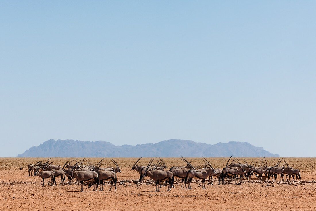 Oryxantilope (Spießbock) - das Wappentier Namibias an einer Wasserstelle in Wolwedans, NamibRand Privatreservat