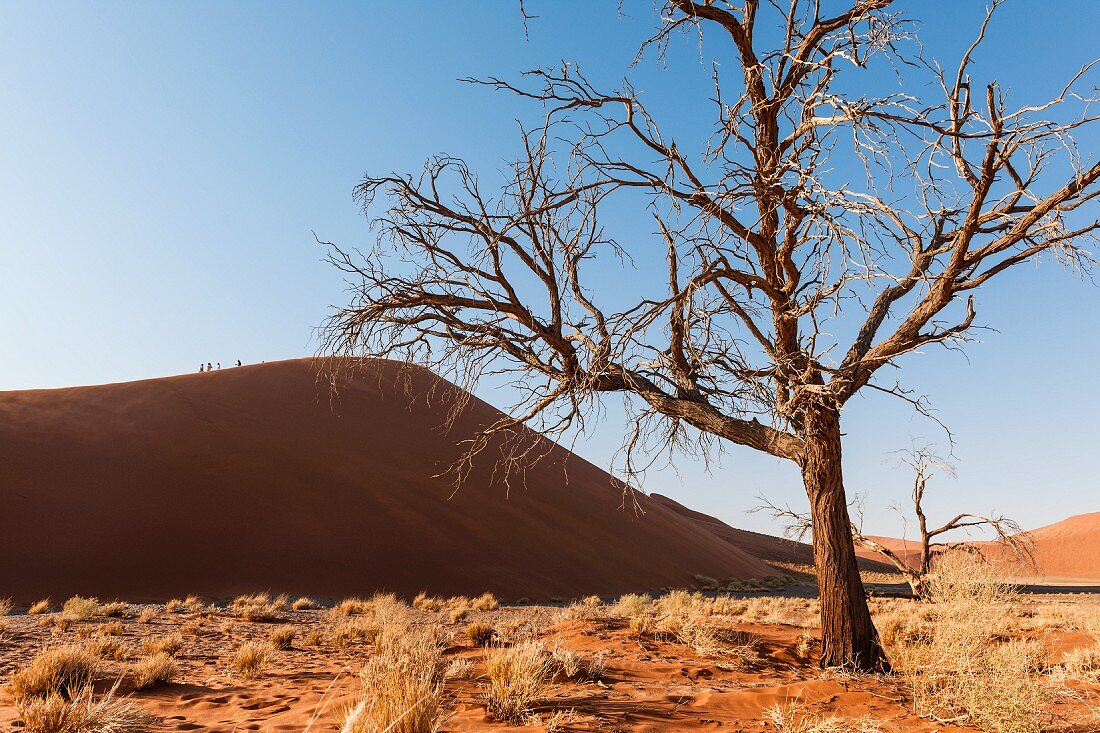 Dunes at Sossusvlei in the Namibian desert - part of the Naukluft National Park, Namibia, Africa