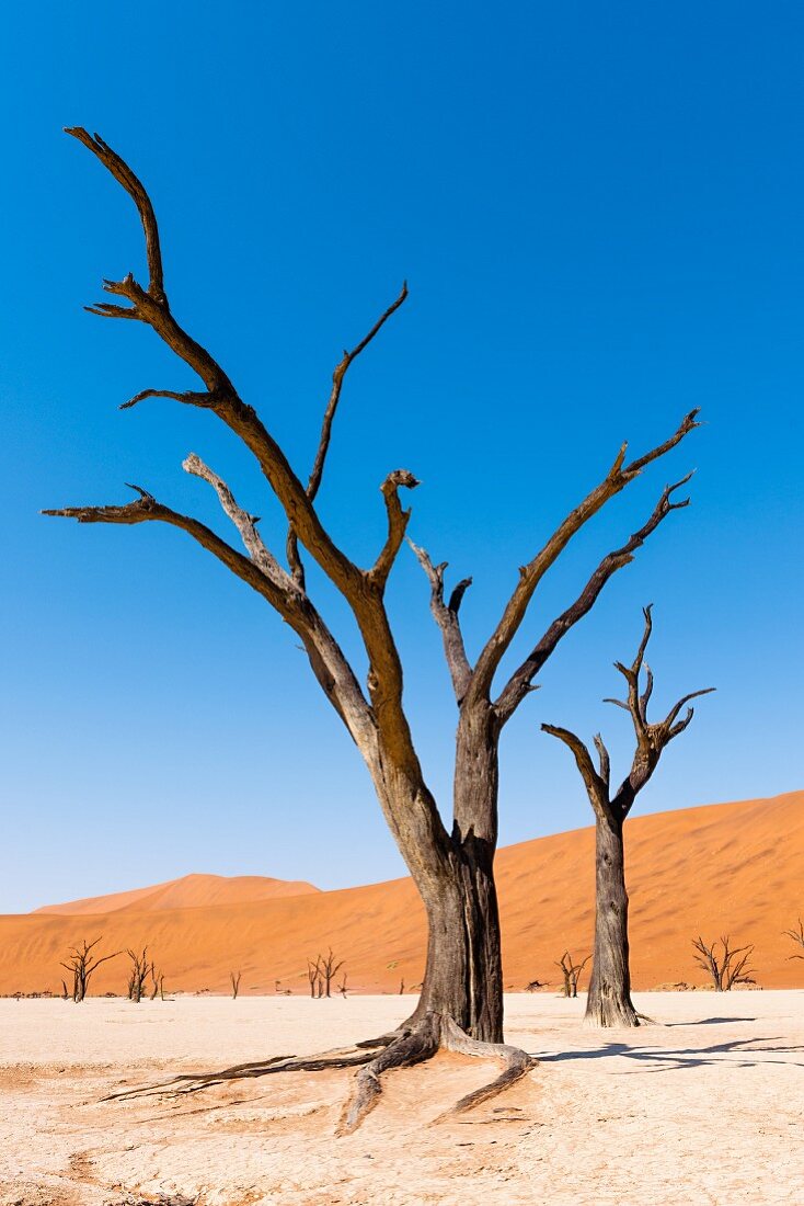 Dead acacia trees in Deadvlei in the Namibian desert – part of the Naukluft National Parks, Namibia, Africa