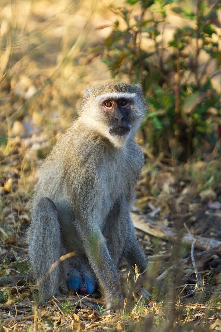 A monkey in the Mahango National Park, West-Caprivi, Namibia, Africa