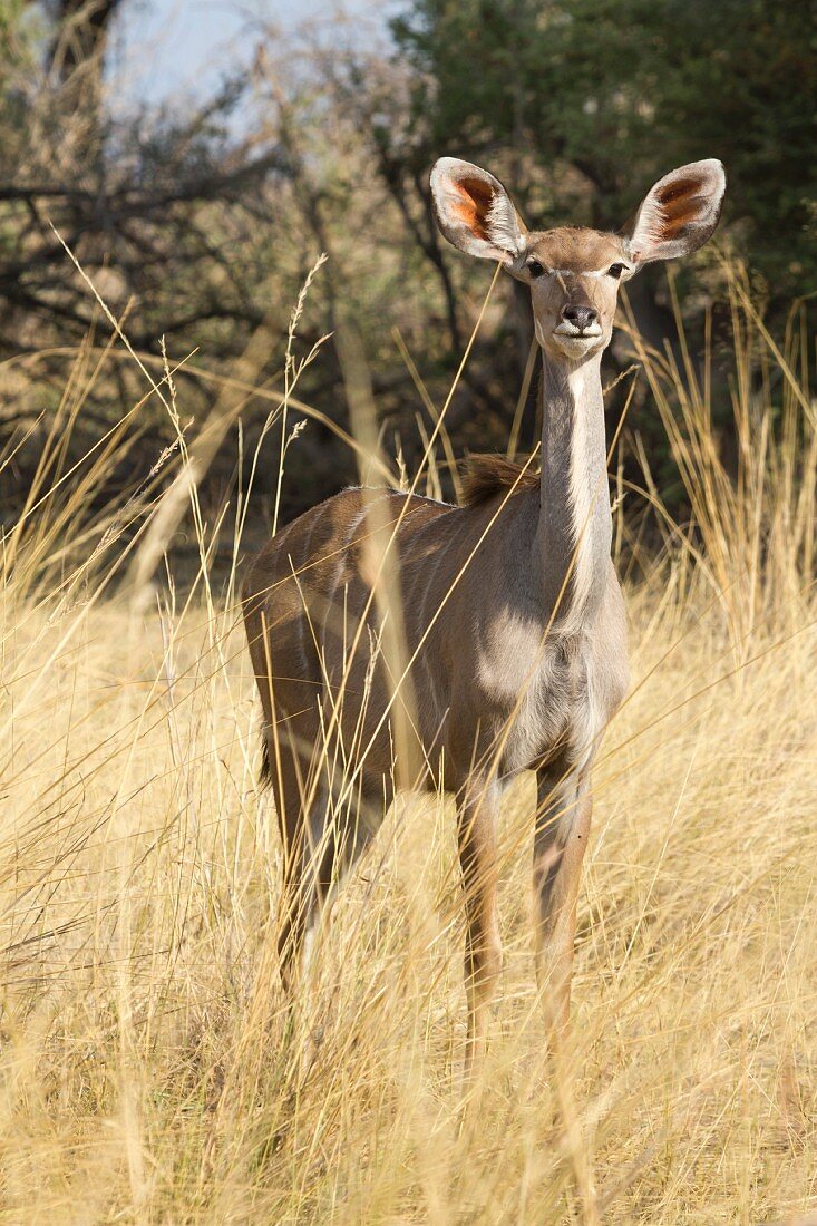 A kudu in the Bwabwata National Park, Caprivi, Namibia, Africa