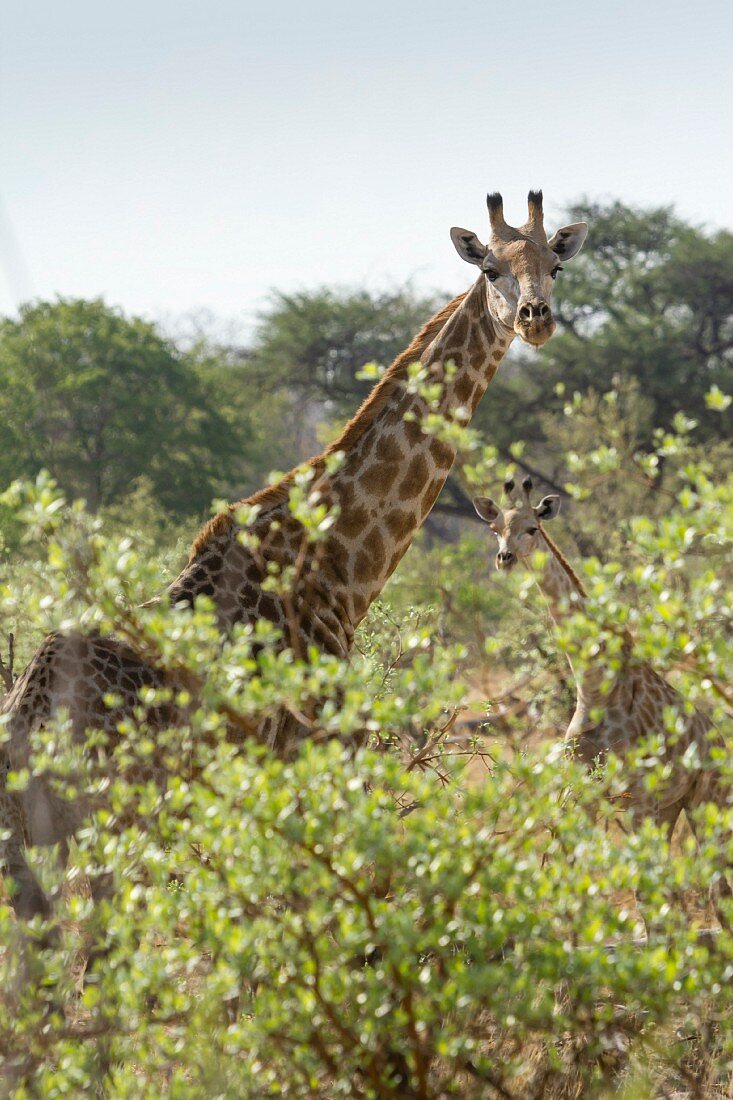 Giraffe mit Kalb blickt über Laubbäume, Namibia, Caprivi, Bwabwata Nationalpark, Afrika