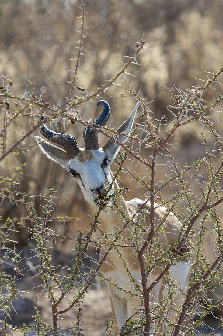 Springbock nahe dem Dolomite-Camp im Westen des Parks, Etosha Nationalpark, Namibia, Afrika