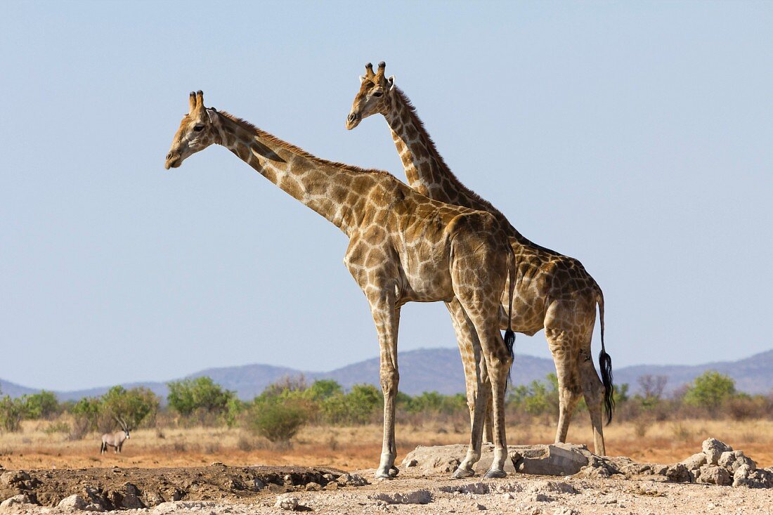 Two giraffes in the Etosha National Park, Namibia, Africa