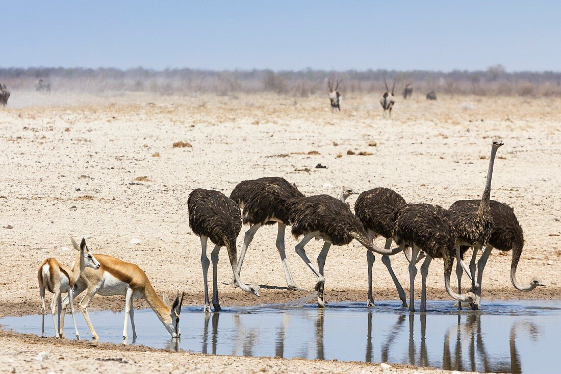 Springböcke und Strausse am Wasserloch im Etosha Nationalpark, Namibia, Afrika