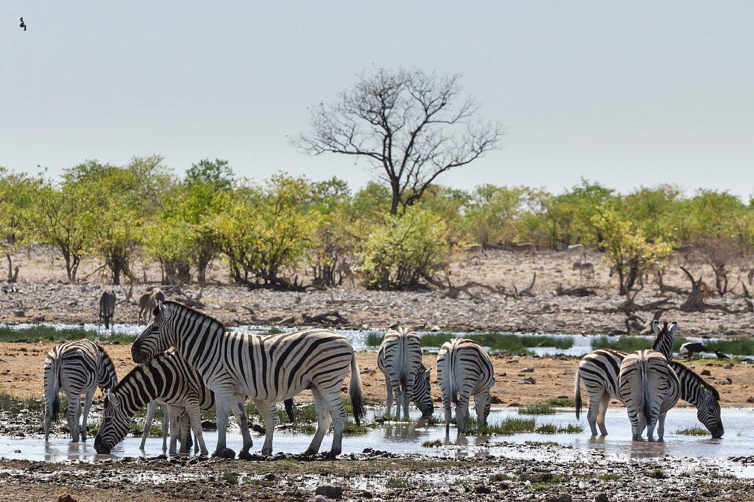 Zebras am Wasserloch im Etosha Nationalpark, Namibia, Afrika