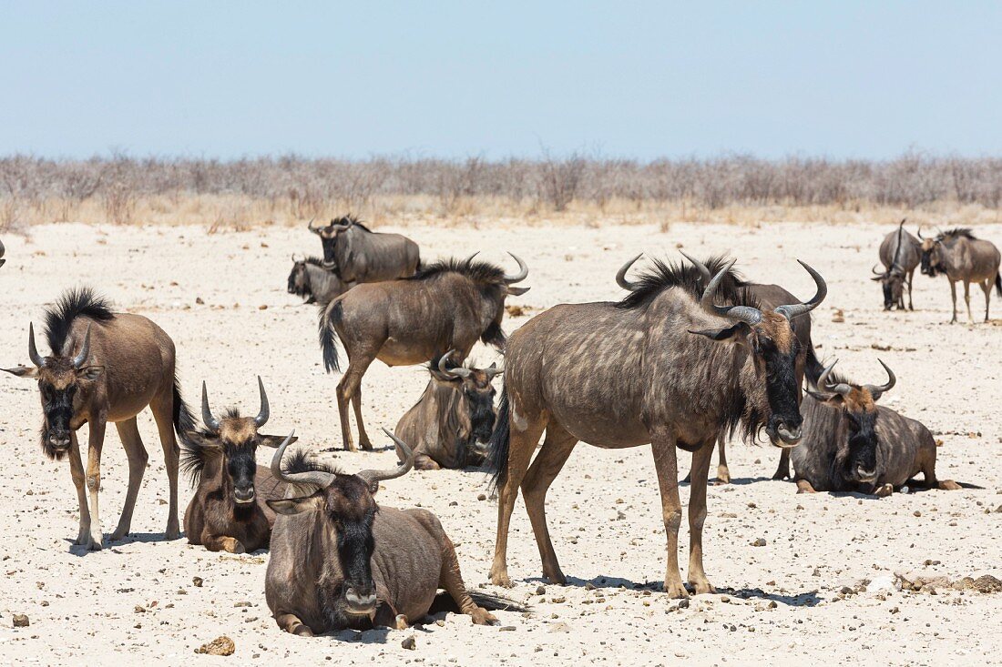 A herd of gnu in the Etosha National Park, Namibia, Africa