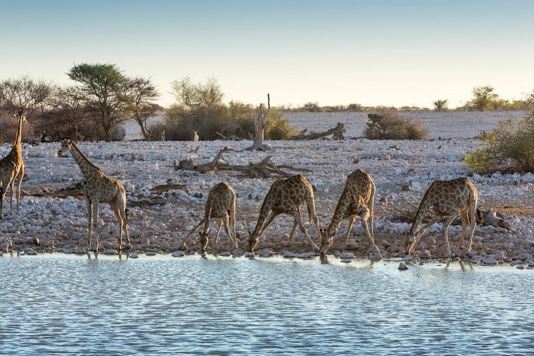Giraffes at the Okaukuejo watering hole in the Etosha National Park, Namibia
