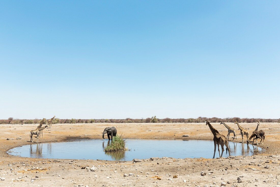Elephants, wart hogs and giraffes at the Chudop watering hole at the Etosha National Park, Namibia
