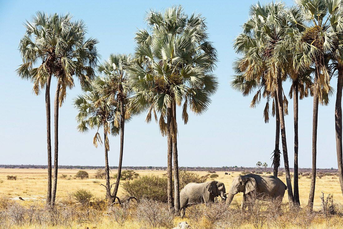 Elefanten fressen unter Makalani-Palmen nahe dem Twee Palms Wasserloch in Etosha Nationalpark, Namibia