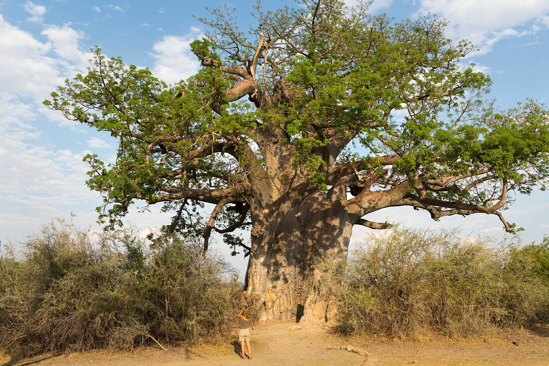 A man under a giant baobab tree in the Bwabwata National Park in Caprivi, Namibia