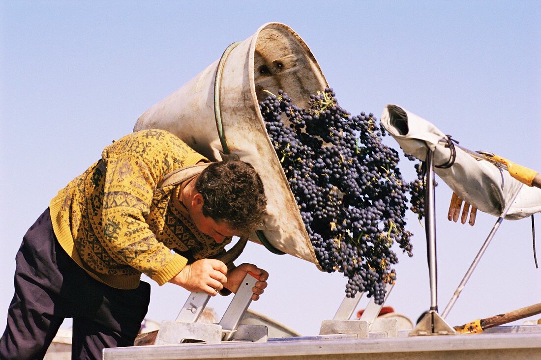 Grapes being harvested in Pauillac, Gironde, France