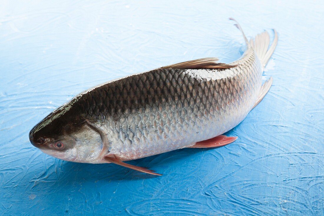 Probarbus Jullieni (Karpfenfisch aus Indochina)
