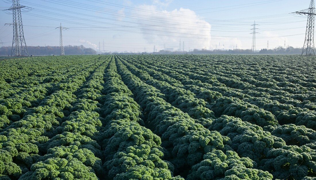 A large field of kale