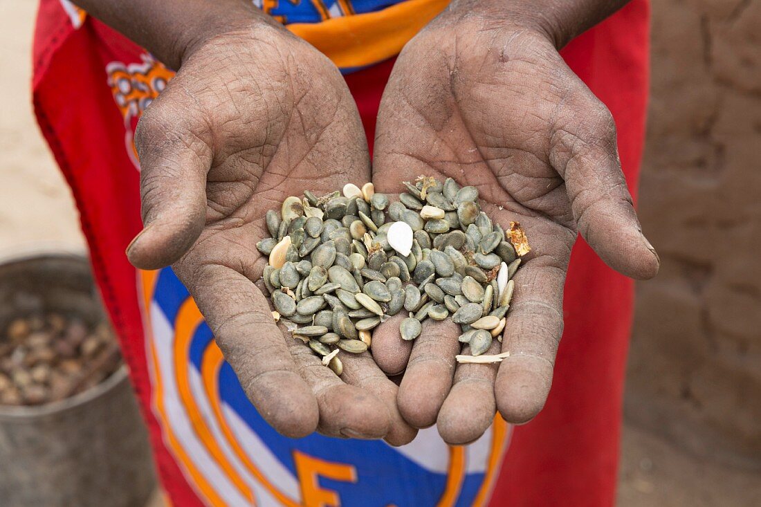A Mbukushu man holding pumpkin seeds, Namibia