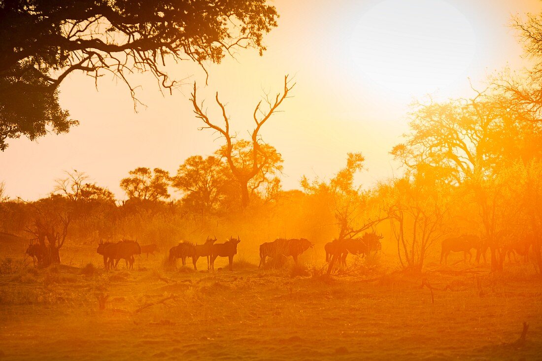 A herd of gnu in the evening at sunset, Bwabwata National Park, Namibia