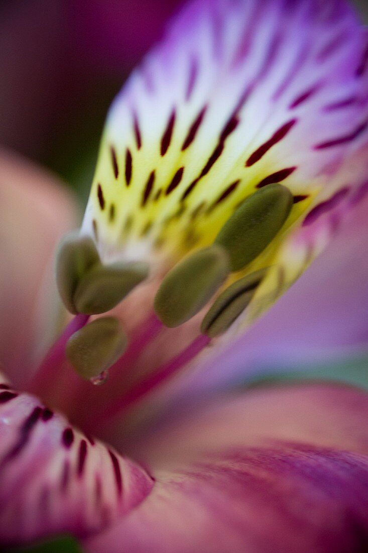 Close-up of flower; petals & stamens